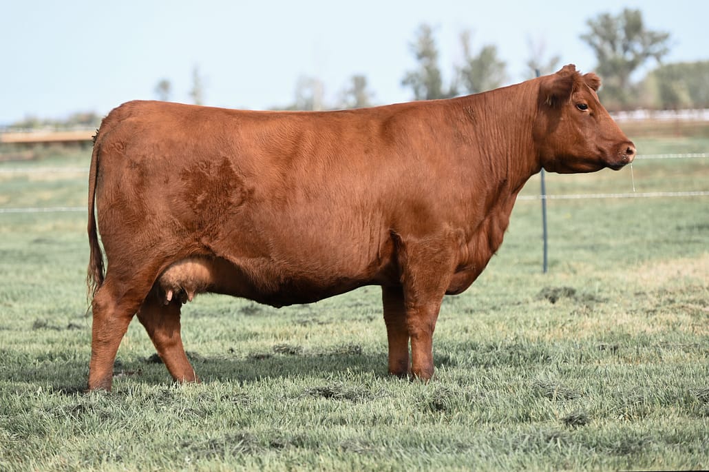 red Blair_heifer