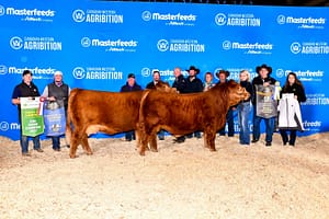 simmental donors